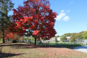 Scarsdale Train Station