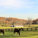 Sunnyfield Farm, Bedford