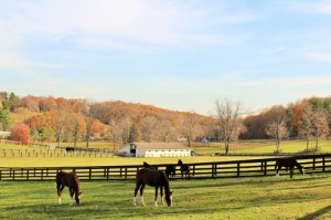 Sunnyfield Farm, Bedford