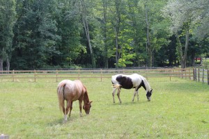 Horses gracing off Church St.