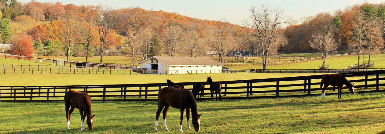 Horses in Pasture Westchester NY - GioHomes Real Estate